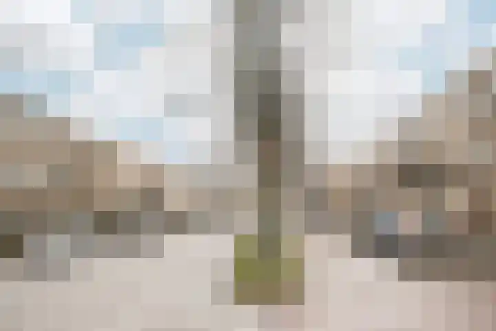 Top Naefflaan 9 Haarlem thumbnail 30