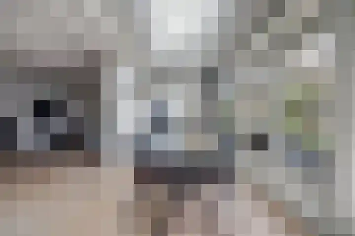 Top Naeffstraat 22 Spijkenisse thumbnail 15