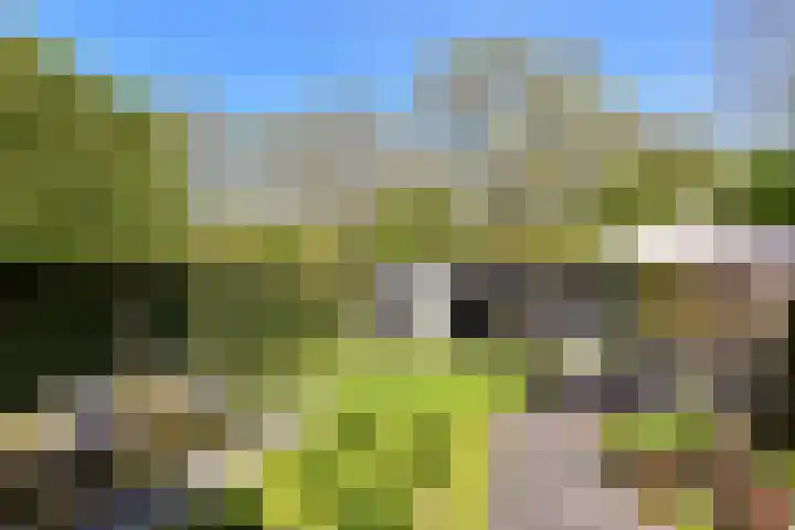 Topaas 29 Hoorn thumbnail 37