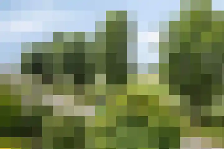 Topzeil 10 Capelle aan den IJssel thumbnail 22
