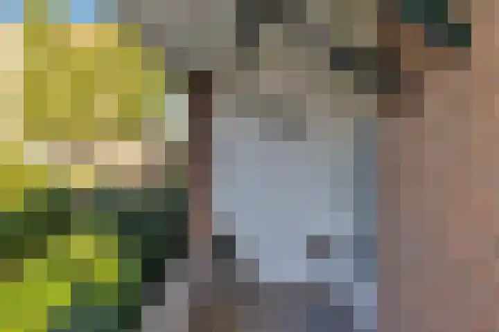 Torenakkers 1 Borger thumbnail 11