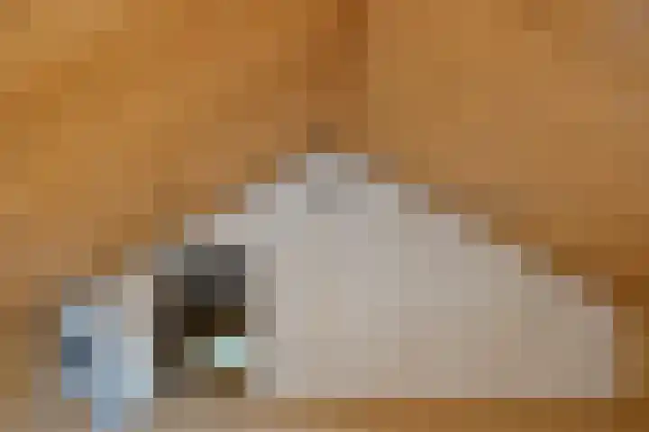 Torenakkers 1 Borger thumbnail 34