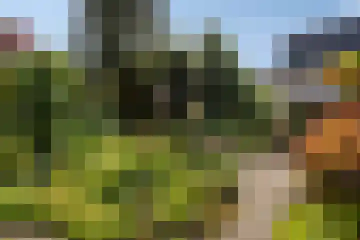 Torenakkers 9 Havelte thumbnail 40