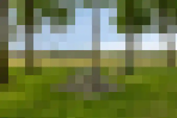 Torenakkers 9 Havelte thumbnail 42