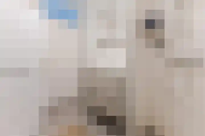 Torenbeemd 33 Oisterwijk thumbnail 27