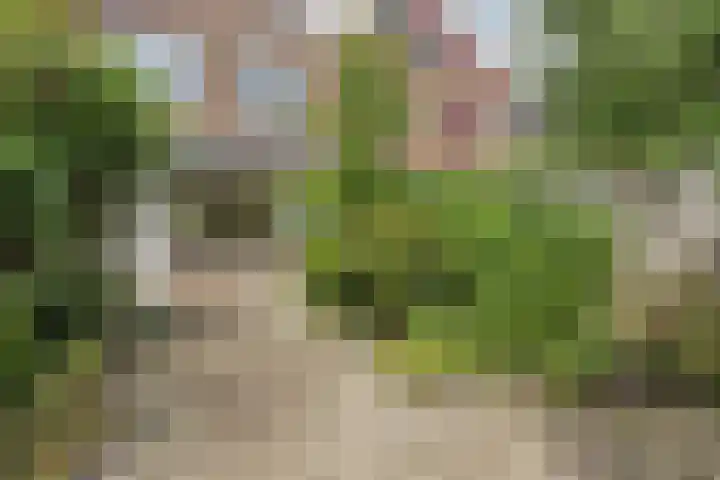 Torenbes 5 Leiden thumbnail 21