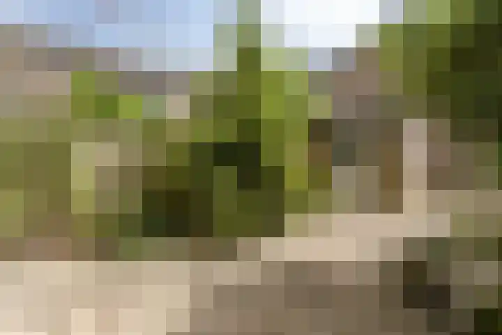 Torenbes 5 Leiden thumbnail 22