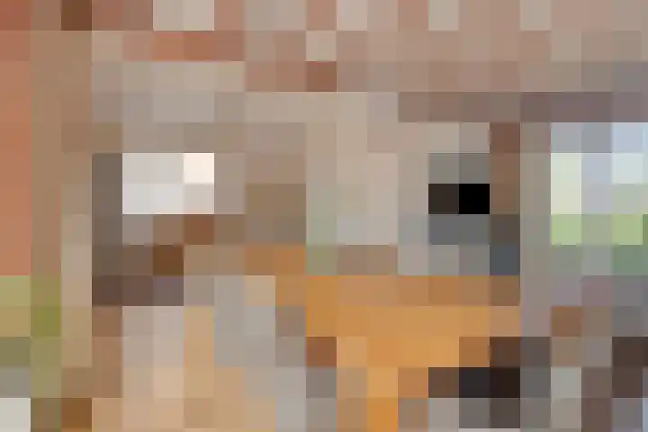 Torendreef 15 Bladel thumbnail 13