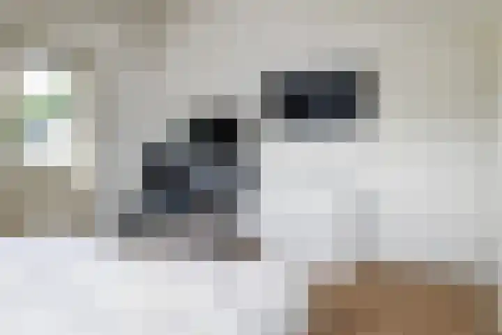Torendreef 2 Ulvenhout thumbnail 37