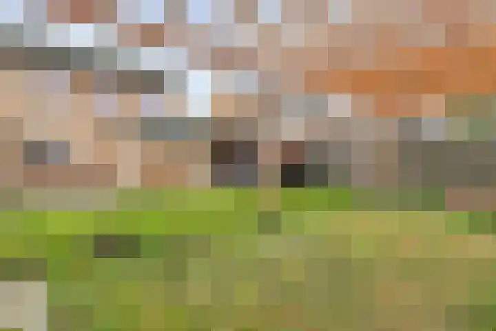 Torenes 11 Borger thumbnail 42