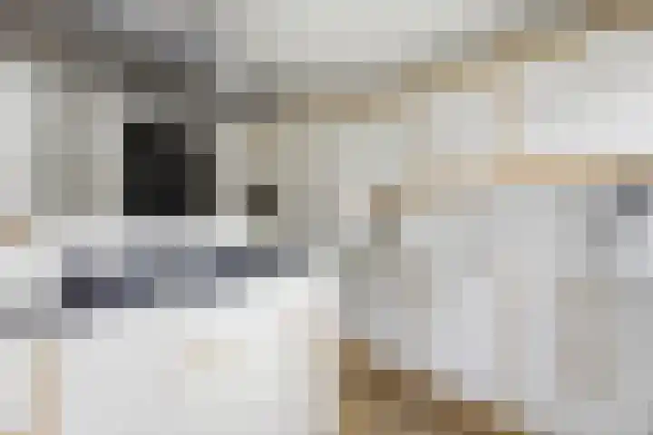 Torenlaan 12 Heelsum thumbnail 16