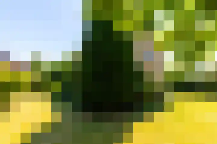 Torenlaan 16 Warnsveld thumbnail 23
