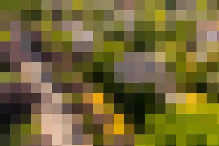 Torenlaan 16 Warnsveld thumbnail 39