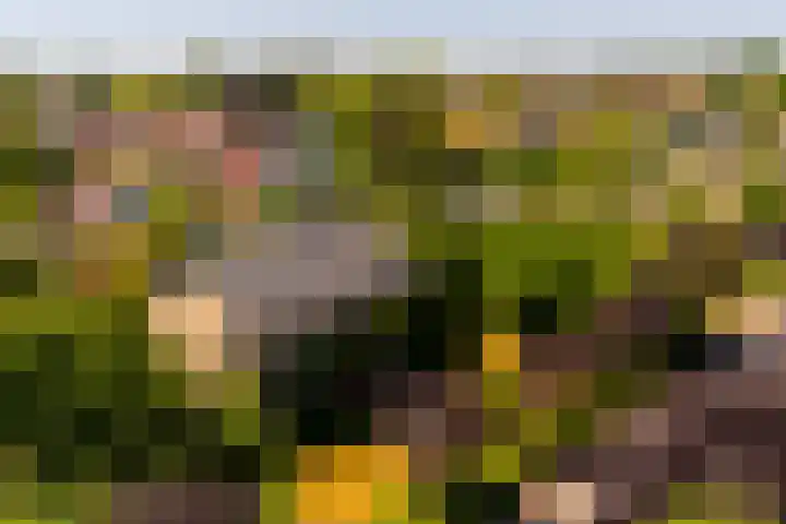 Torenlaan 16 Warnsveld thumbnail 40