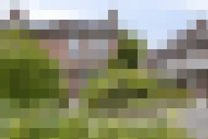 Torenmolen 51 Barendrecht thumbnail 5
