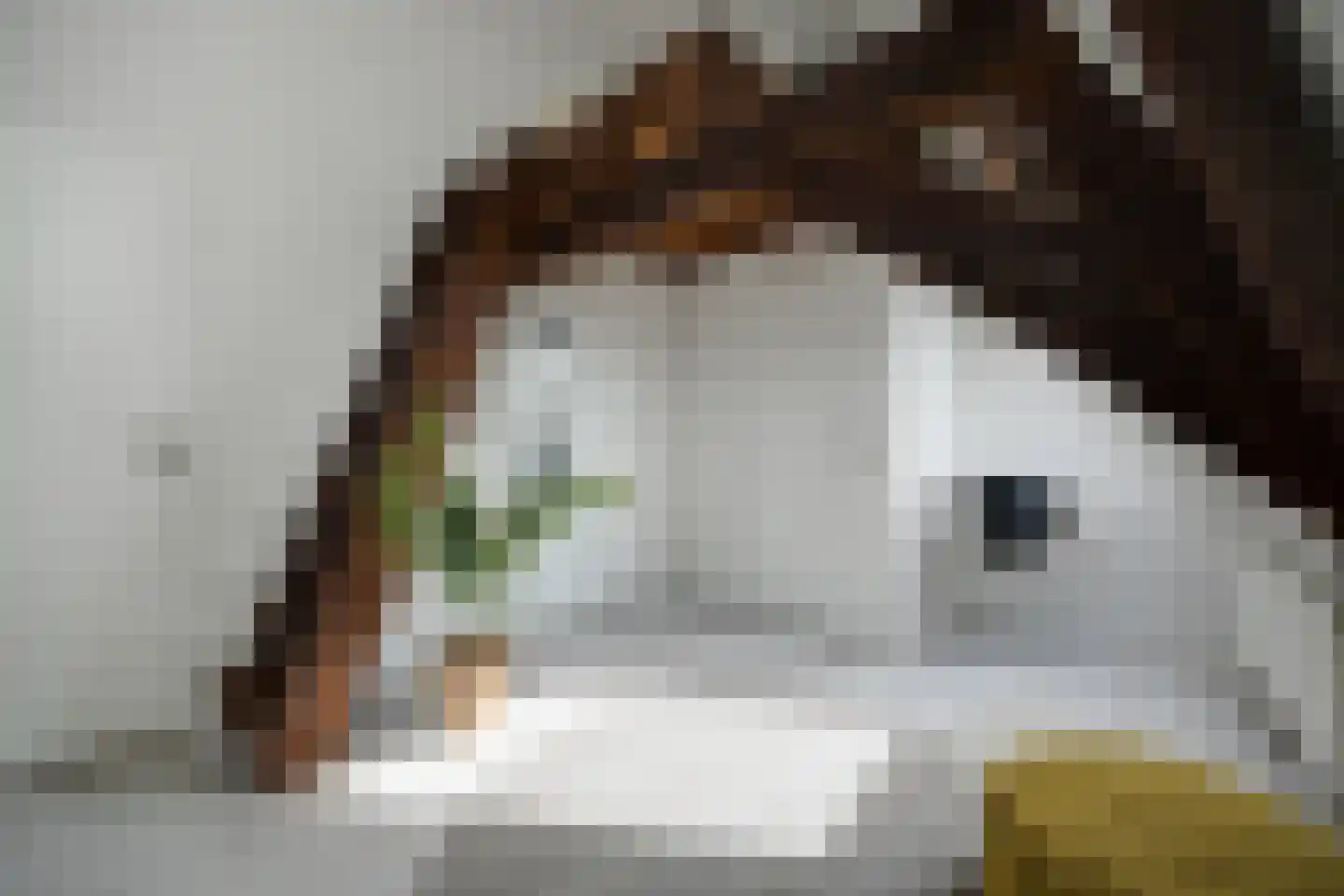 Torenstraat 4 's-Hertogenbosch thumbnail 25