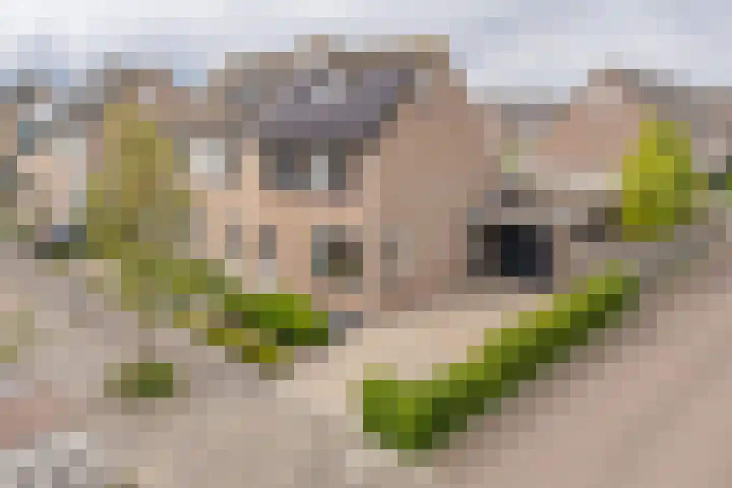 Torentrans 193 Middelburg