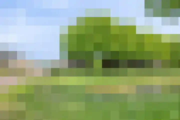 Torenvalk 13 Meppel thumbnail 41