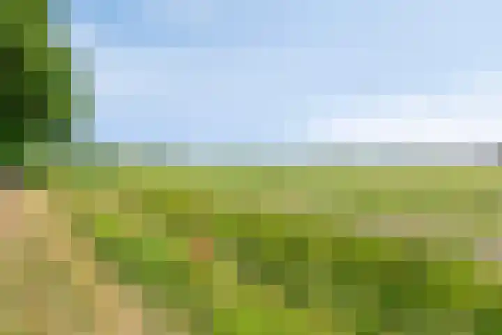 Torenveld 30 Boekel thumbnail 36
