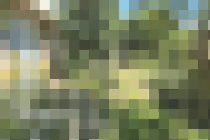 Tormentil 1 Julianadorp thumbnail 24