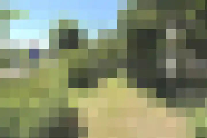 Tormentil 1 Julianadorp thumbnail 27