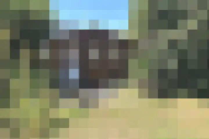 Tormentil 1 Julianadorp thumbnail 4