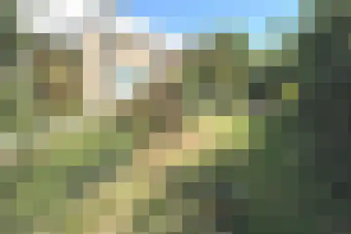 Tormentil 1 Julianadorp thumbnail 5