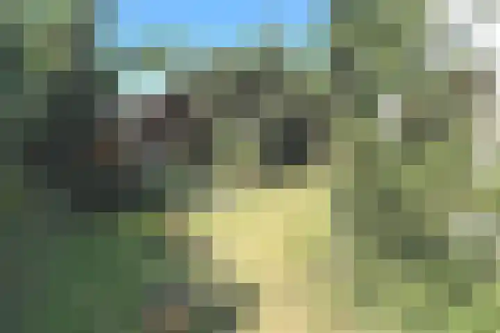 Tormentil 1 Julianadorp thumbnail 6