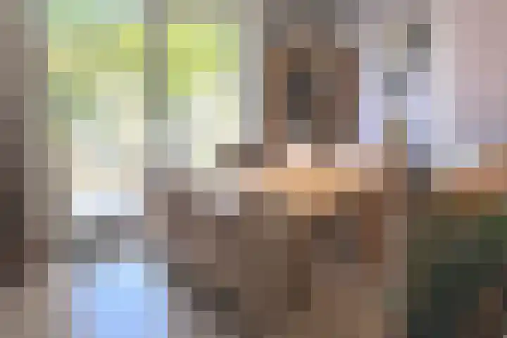 Tormentil 1 Julianadorp thumbnail 7