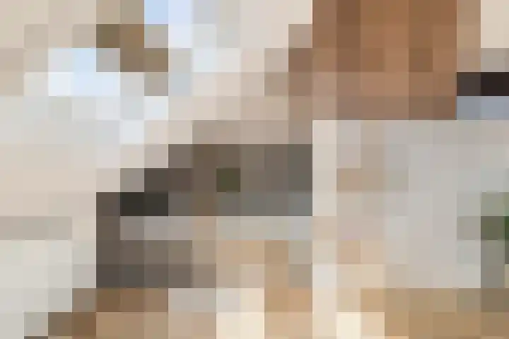 Tormentil 1 Limmen thumbnail 5