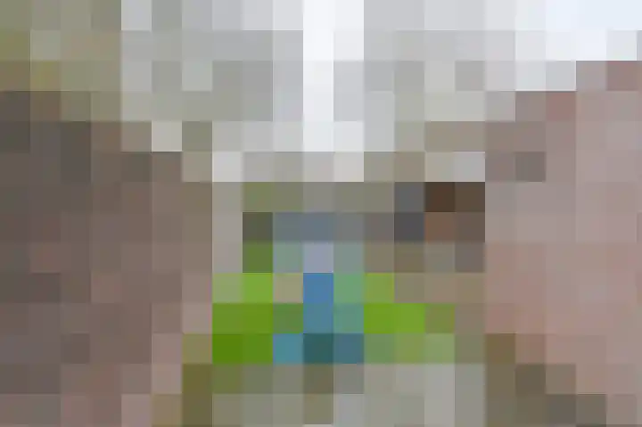 Tormentil 10 Hollandscheveld thumbnail 63