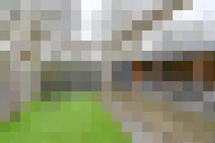 Tormentil 10 Hollandscheveld thumbnail 64