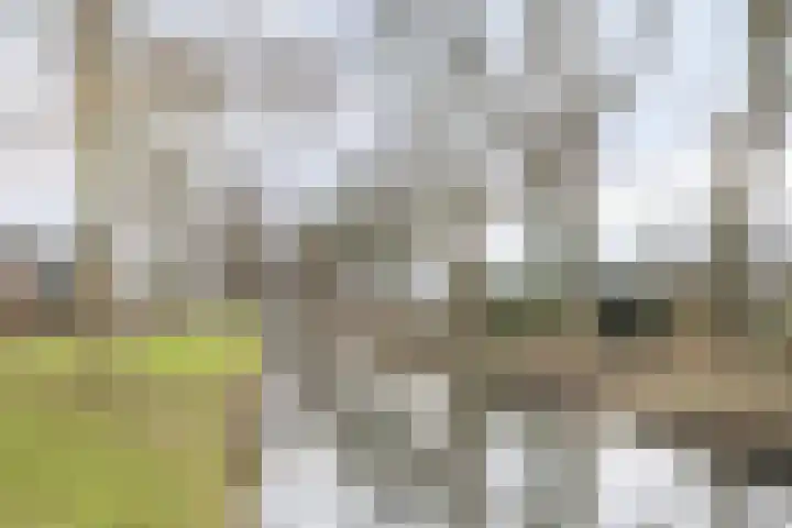 Tormentil 104 Kampen thumbnail 37
