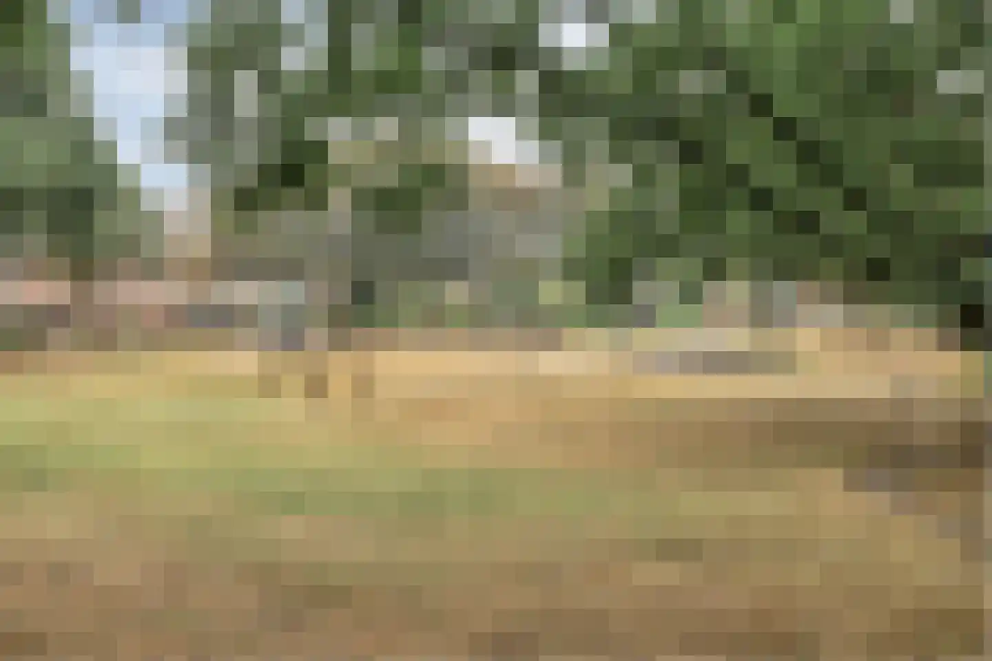 Tormentil 3 Oldenzaal thumbnail 35
