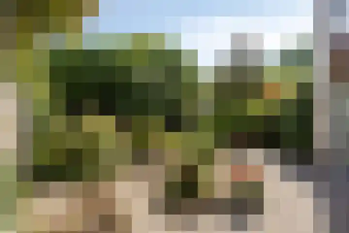 Tormentil 4 Berkel-Enschot thumbnail 26
