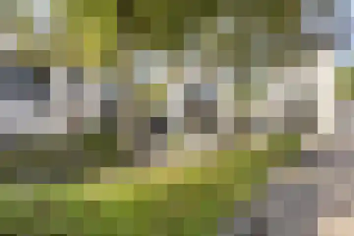 Tormentil 4 Berkel-Enschot thumbnail 32