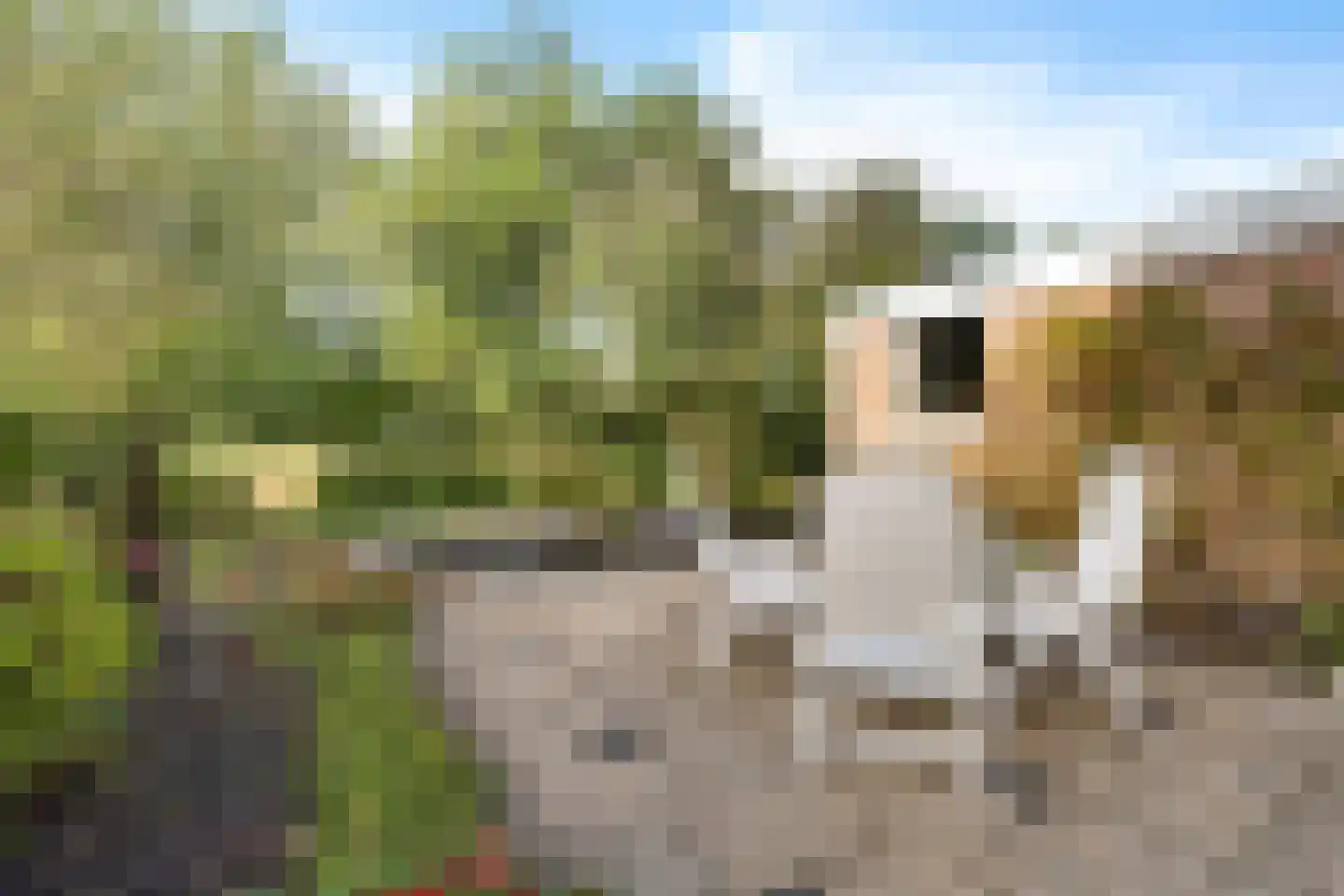 Tormentil 40 Heerenveen thumbnail 35
