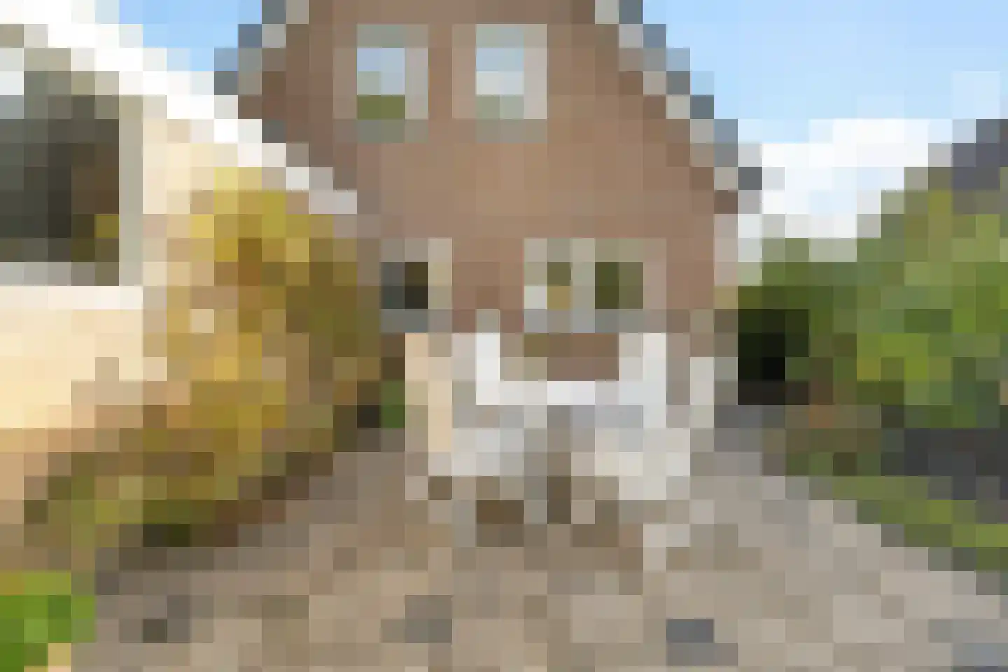 Tormentil 40 Heerenveen thumbnail 36
