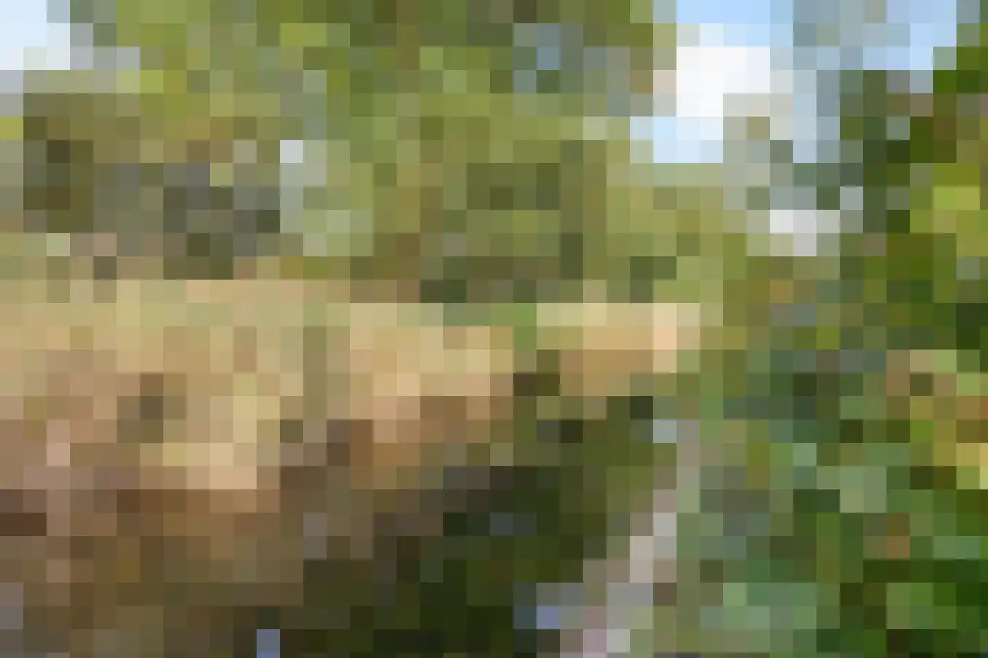 Tormentil 40 Heerenveen thumbnail 38
