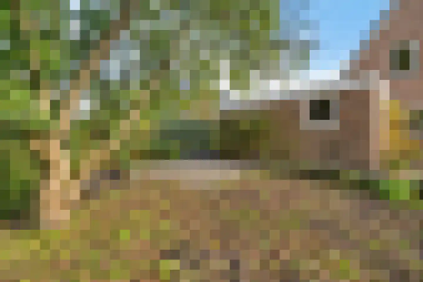 Tormentil 40 Heerenveen thumbnail 39