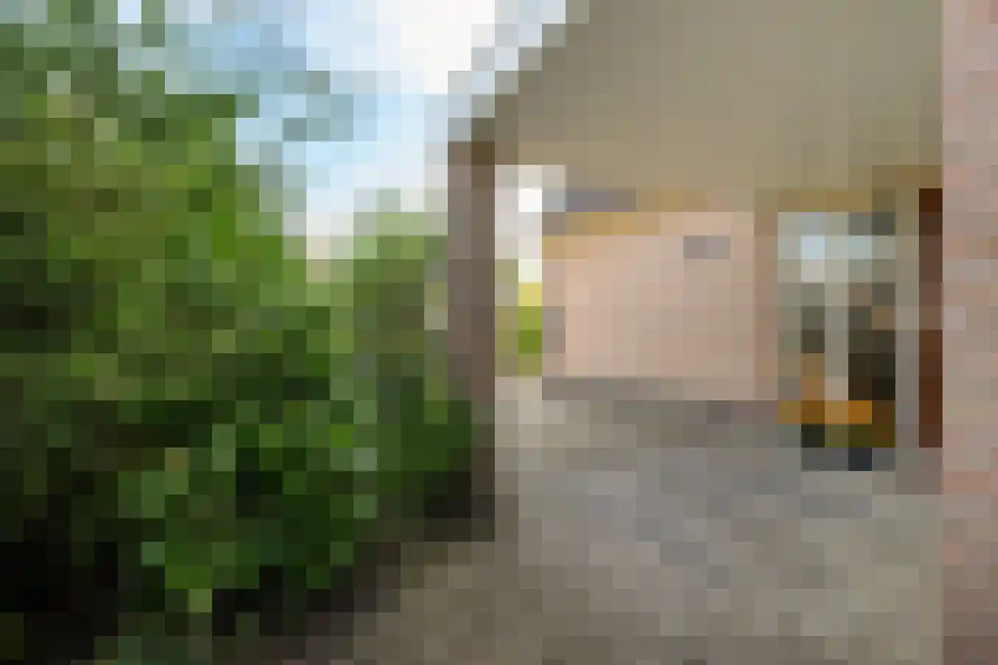 Tormentil 40 Heerenveen thumbnail 41
