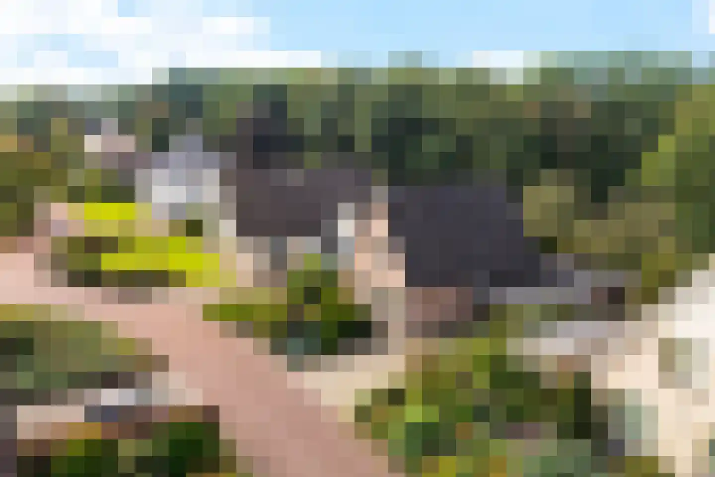 Tormentil 40 Heerenveen thumbnail 47