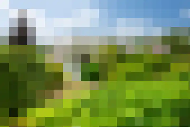 Tormentil 49 Heerenveen thumbnail 5