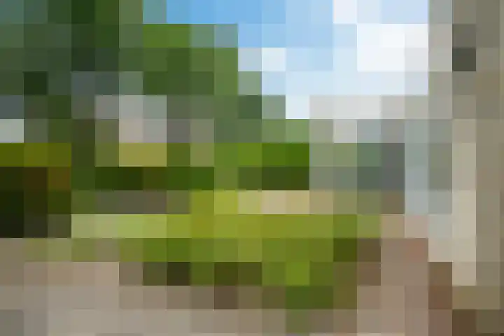 Tormentil 49 Heerenveen thumbnail 6