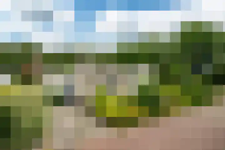 Tormentil 49 Heerenveen thumbnail 8