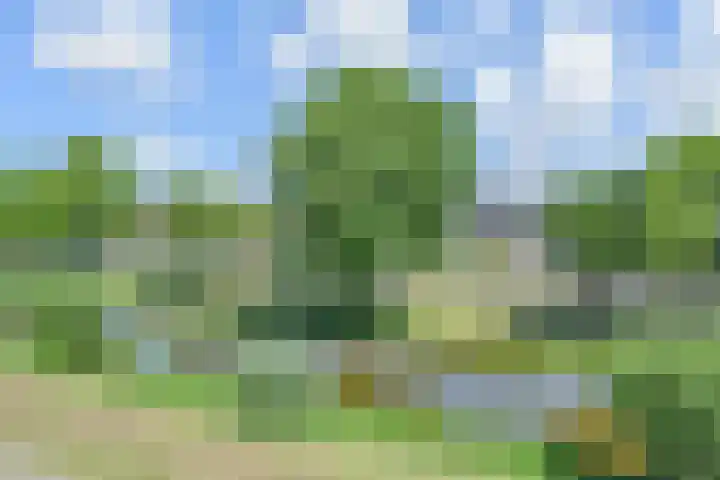 Tormentil 51 Nootdorp thumbnail 35