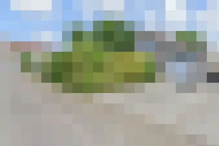 Tormentil 51 Nootdorp thumbnail 43