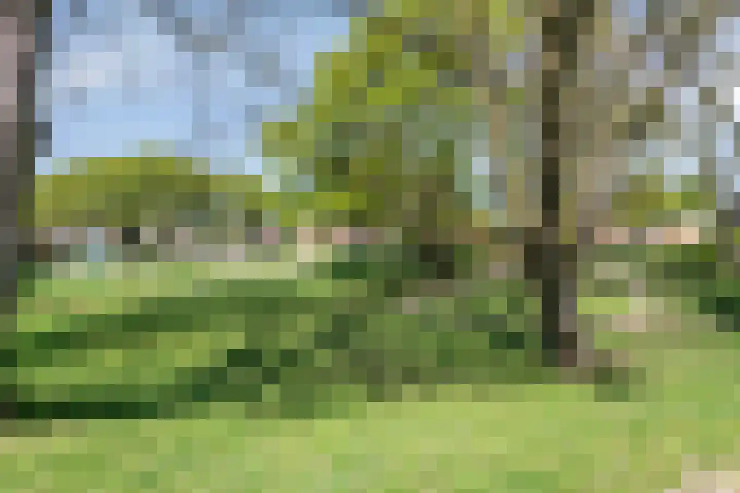 Tormentil 9 Oldenzaal thumbnail 36