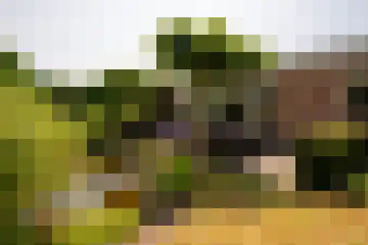 Torontolaan 12 Hoogerheide thumbnail 40