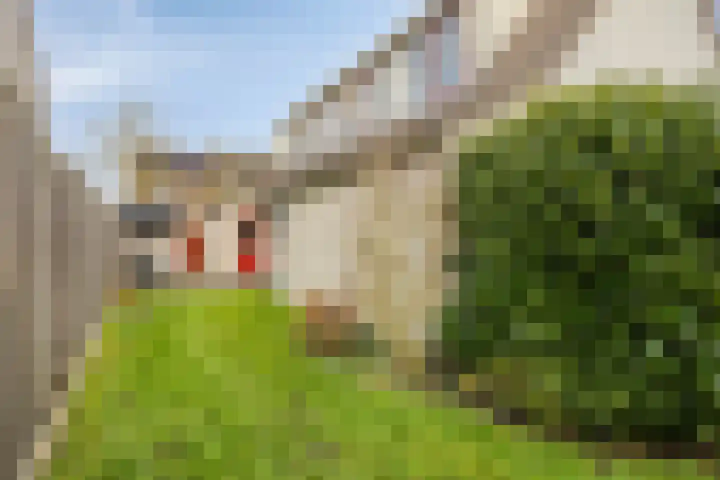 Tortelduif 10 Blokker thumbnail 28